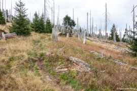 Waldsteppe-Totholz-4K-9