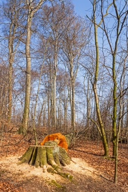 gefällte Altbuche knickt Jungbuchen um