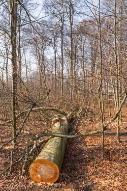 Stamm und Krone mitten in den Jungbuchen