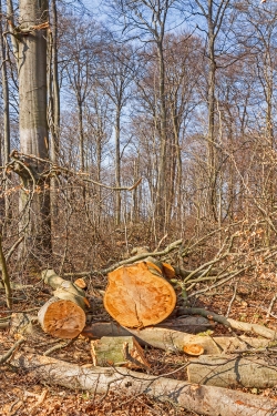 im Vordergrund viele umgeknickte Jungbuchen