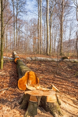 Buchenkrone fällt genau auf die Jungbuchen