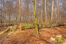 gefällte alte Buche im abgeknickten Buchenjungwuchs