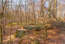 gefällte alte Buche im abgeknickten Buchenjungwuchs