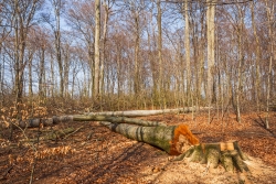 Stämme und Kronen knicken Jungwuchs ab
