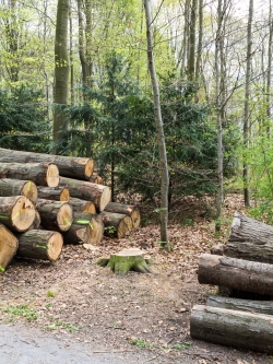 Gefällter Randbaum zwischen 2 Holzpoltern