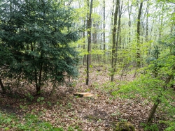 Gefällter Randbaum zwischen Eibe und Weißdorn