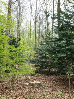 Gefällter Randbaum zwischen Eibe und Weißdorn
