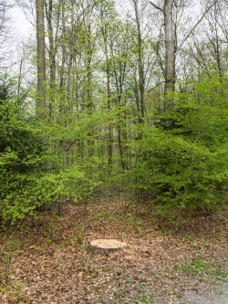 Gefällter Randbaum zwischen Weißdornbäumchen