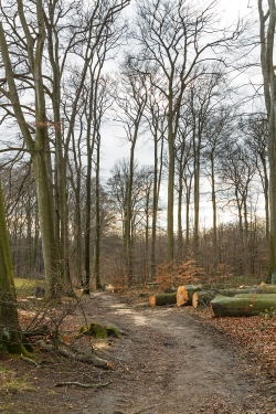 gefällte 150 Jahre alte Buchen am Rand des Brinkmanns-Wälchens