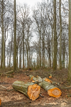 Stämme gesunder Buchen am Rand des lückigen Waldes