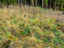 Vergrasung auf kahlgeschlagenem Randstreifen