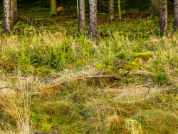 junge Fichten auf kahlgeschlagenem Randstreifen