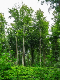"geräumte" Fläche mit Berg-Ahorn links und Esche rechts