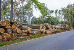 Holzpolter_01