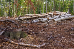 Holzpolter_02