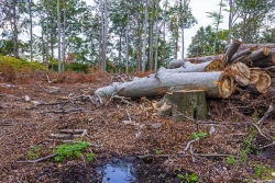 Holzpolter_03