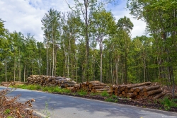 Holzpolter_05