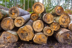 Holzpolter_06