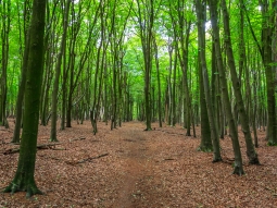 Weg durch Stangen- und Baumholz der Buche