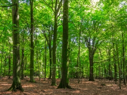 bis zu 200 Jahre alte Buchenüberhälter