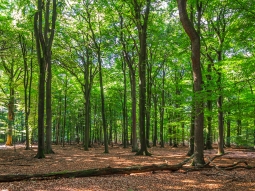 alte Buchen und Eichen