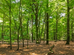 alte Buchen, links im Hintergrund eine Windwurffläche