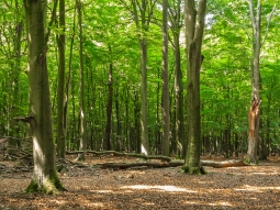 Zwieselabbruch an alter Buche