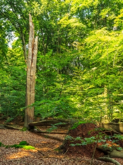 Buchenruine, dahinter Buchennaturverjüngung
