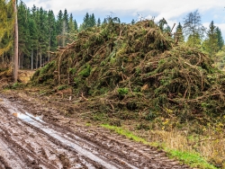 Reisighaufen am östlichen Rand des Matthiaswegs