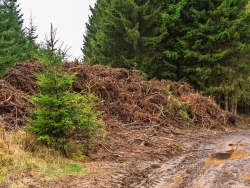 Reisighaufen am westlichen Rand des Matthiaswegs