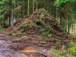 Reisighaufen im Wald
