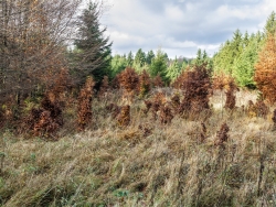 Wildschäden an Wiederaufforstung am Riffelsbruch