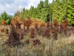 Wildschäden an Wiederaufforstung am Riffelsbruch