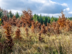 Wildschäden an Wiederaufforstung am Riffelsbruch