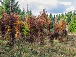 Wildschäden an Wiederaufforstung am Riffelsbruch