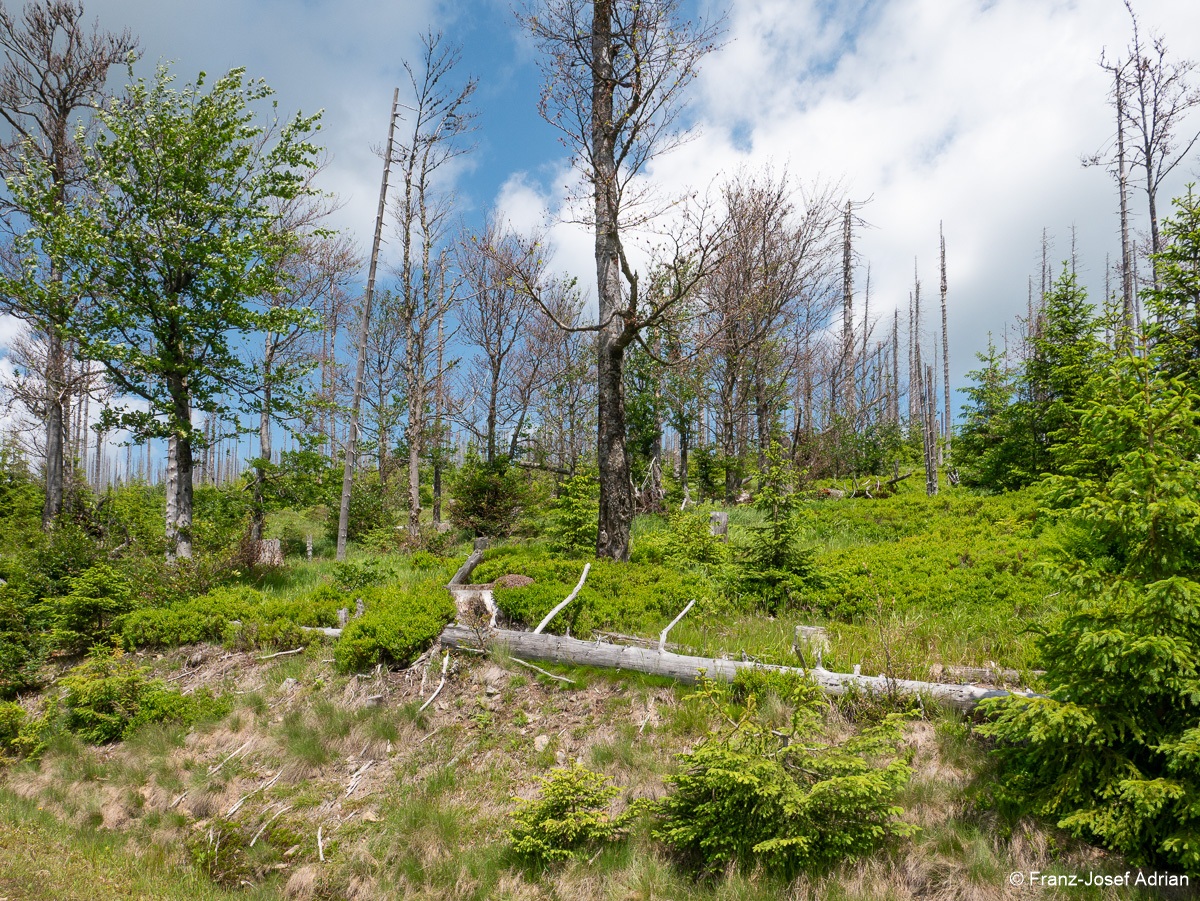Prozessschutz_Lackenberg-6