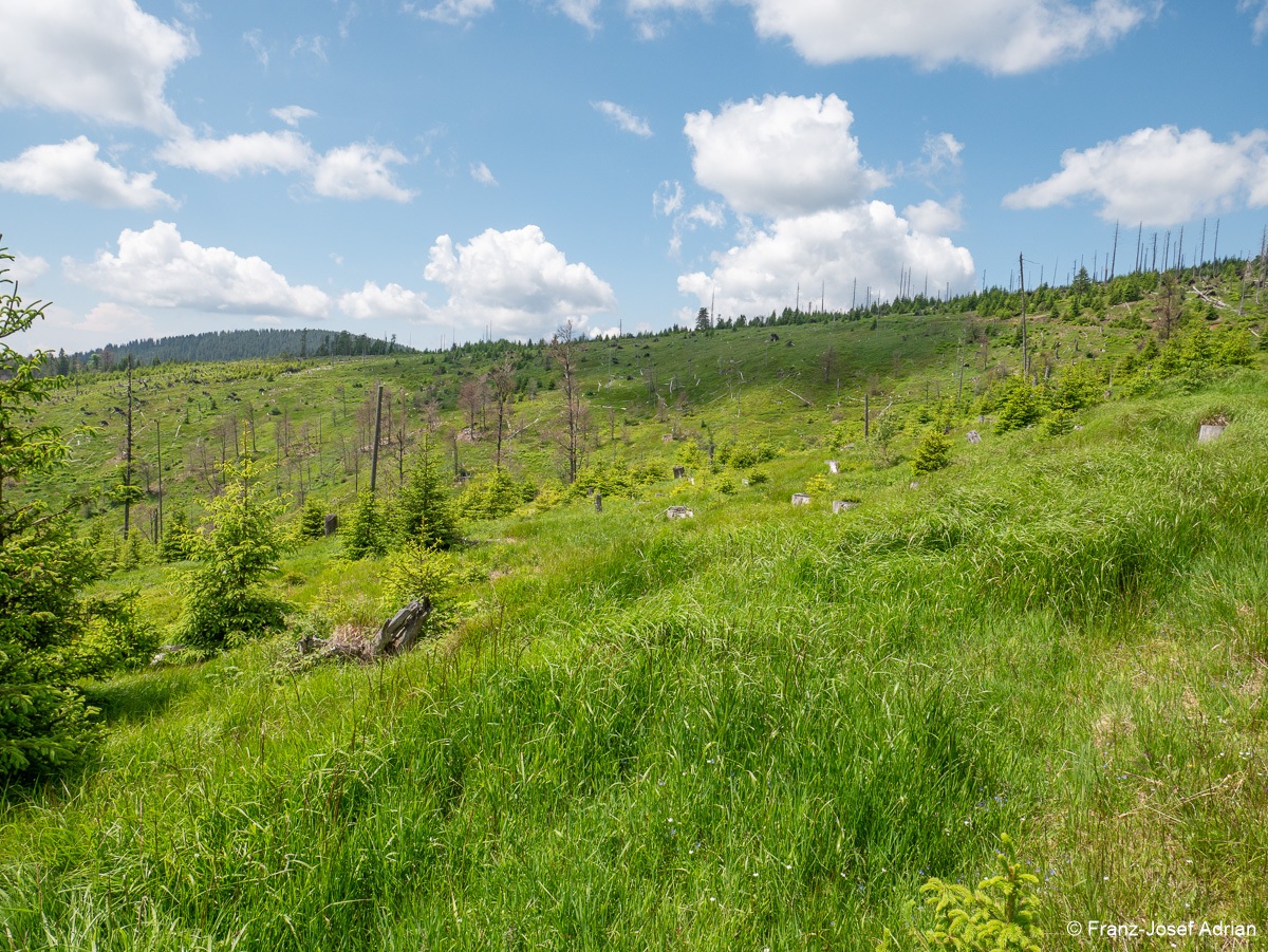 Riesenkahlschlag_Rindelbach-2