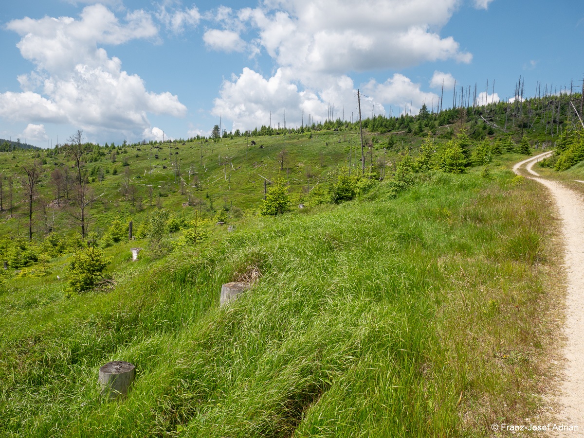 Riesenkahlschlag_Rindelbach-3