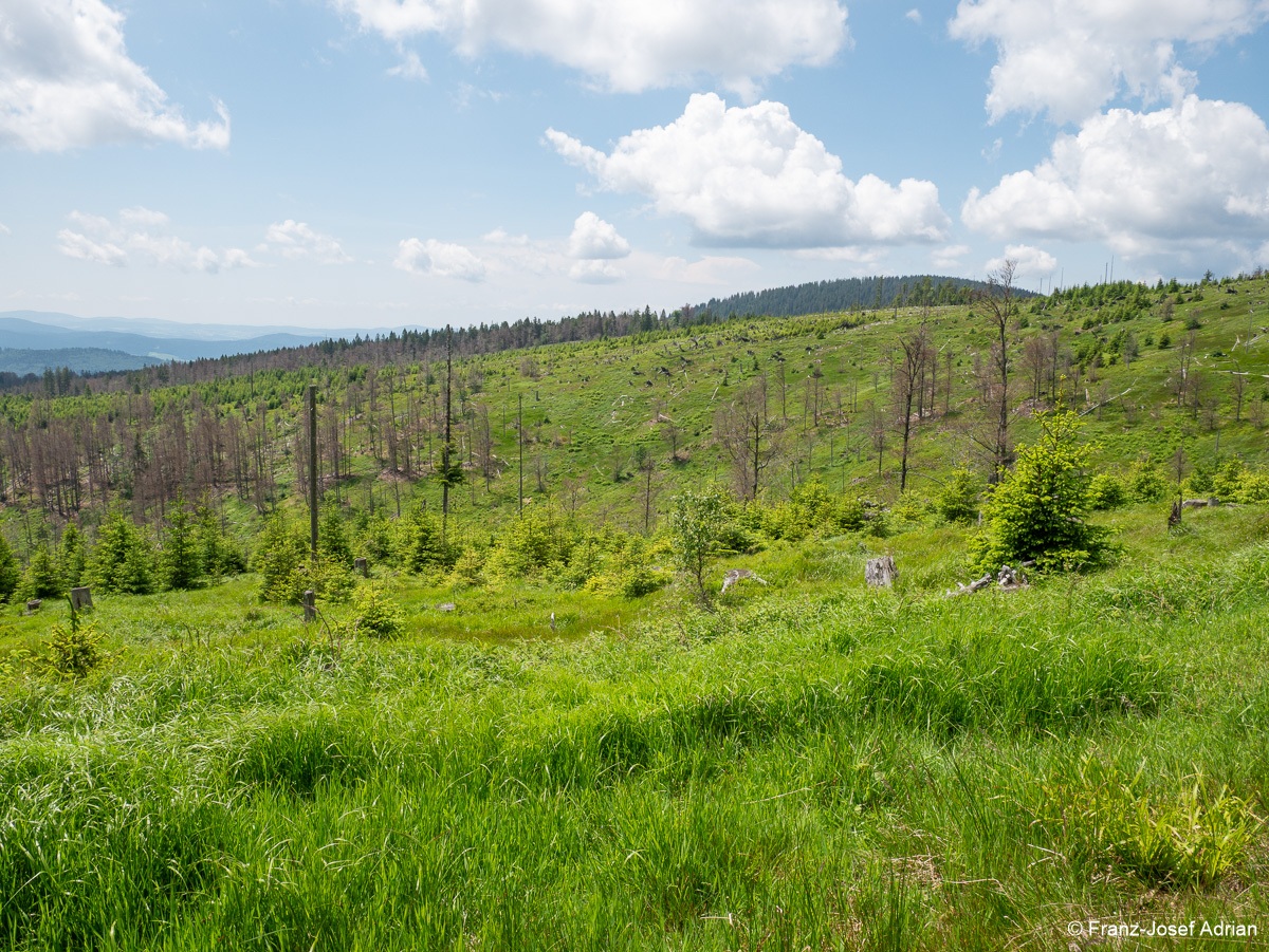 Riesenkahlschlag_Rindelbach-4