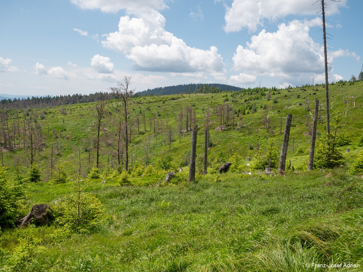 Riesenkahlschlag_Rindelbach-5