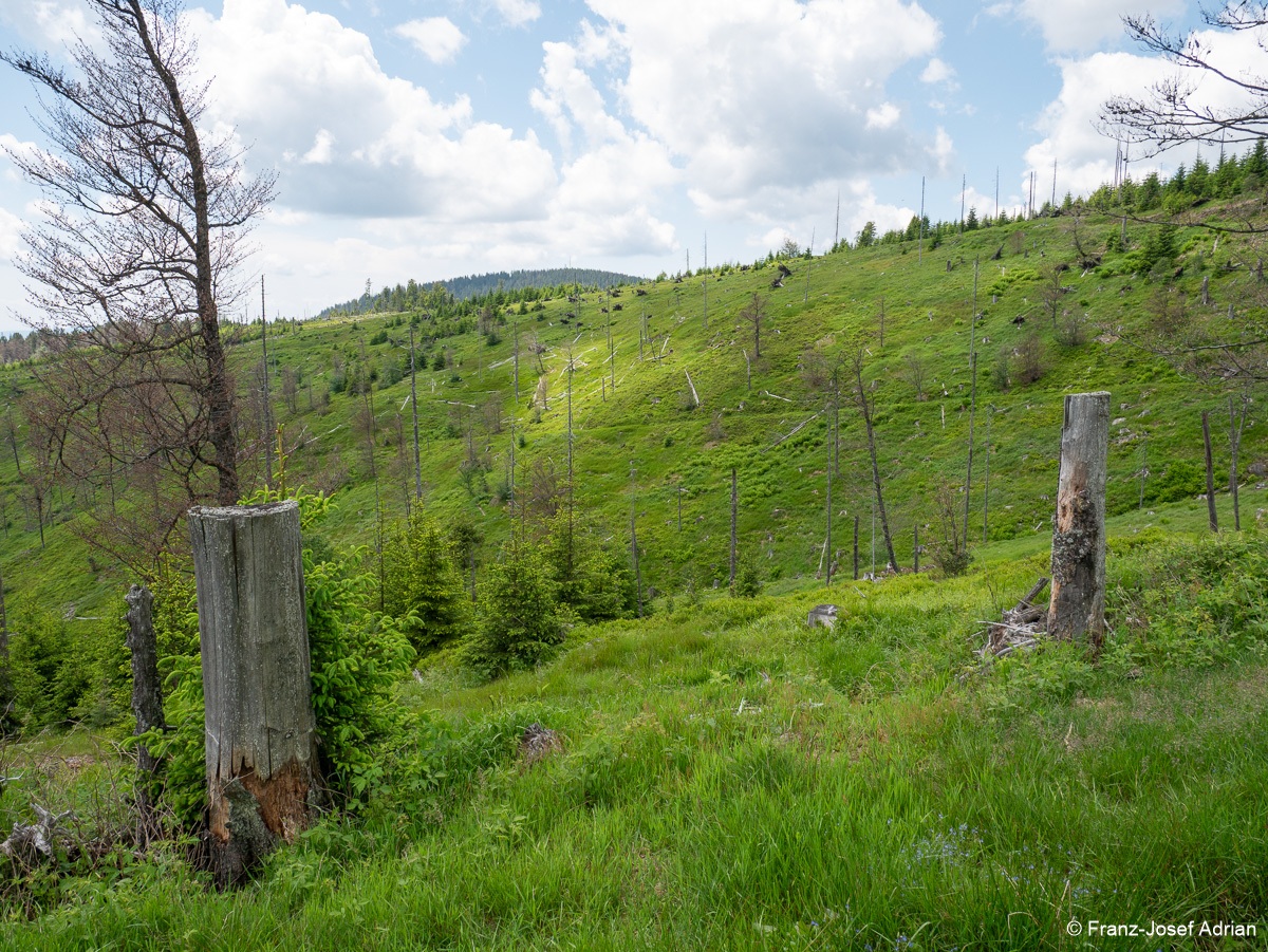 Riesenkahlschlag_Rindelbach-6