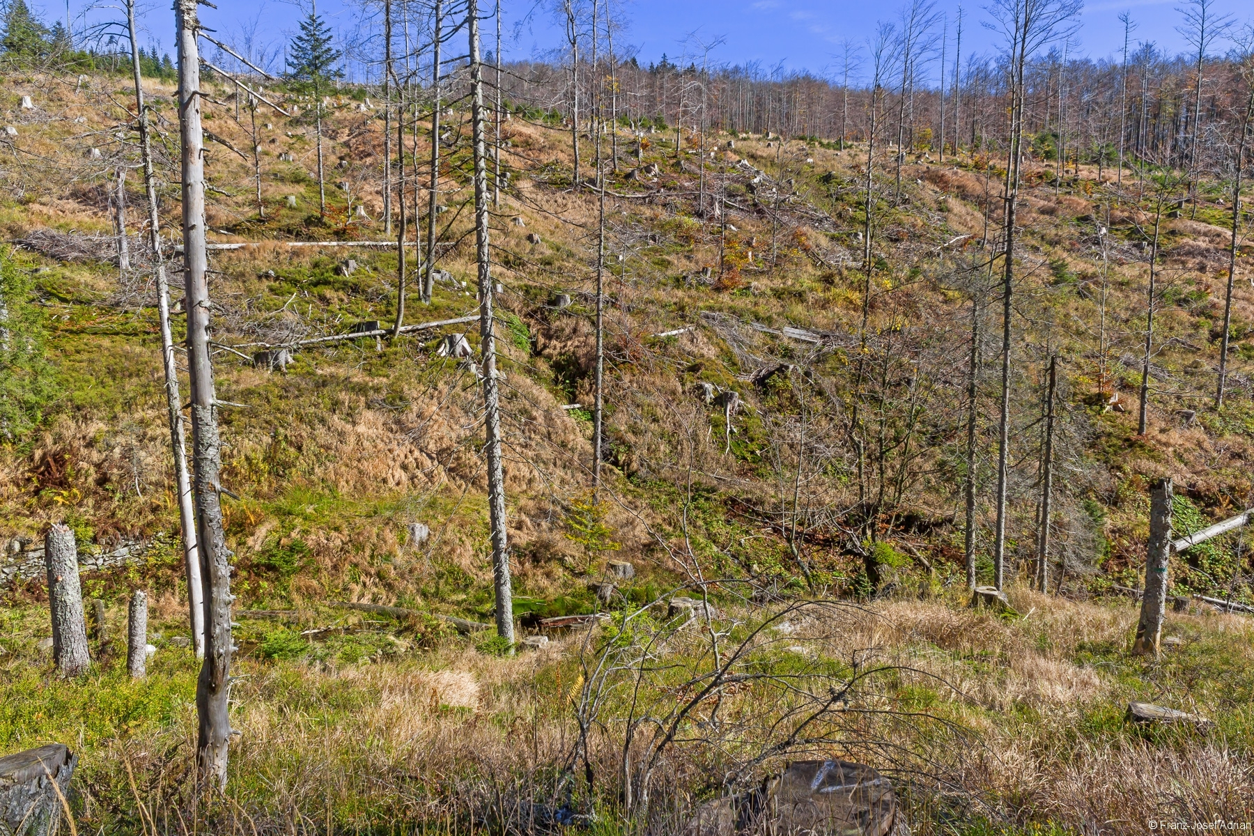 kahlgeschlagener Osthang des Rindellochs