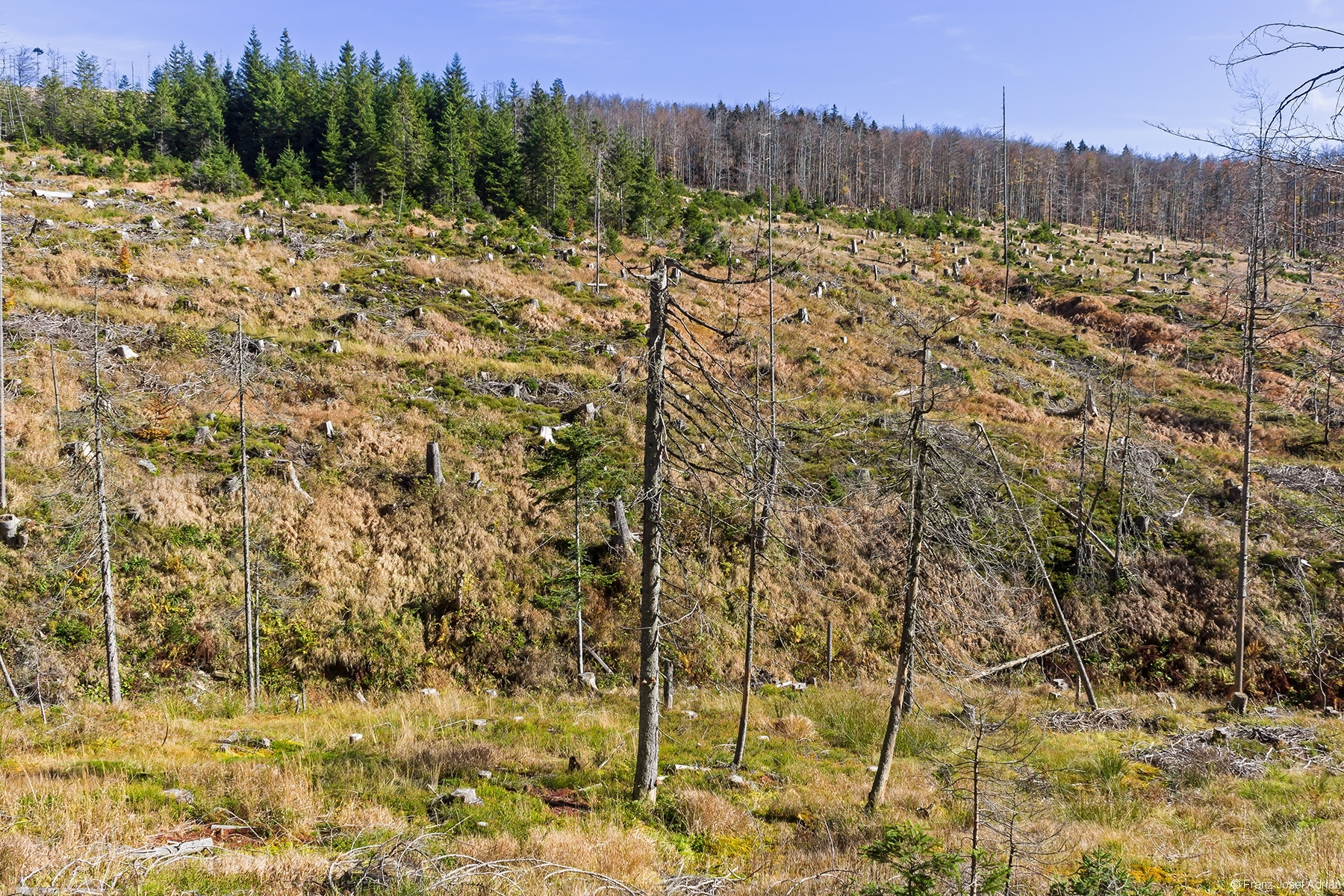 kahlgeschlagener Osthang des Rindellochs