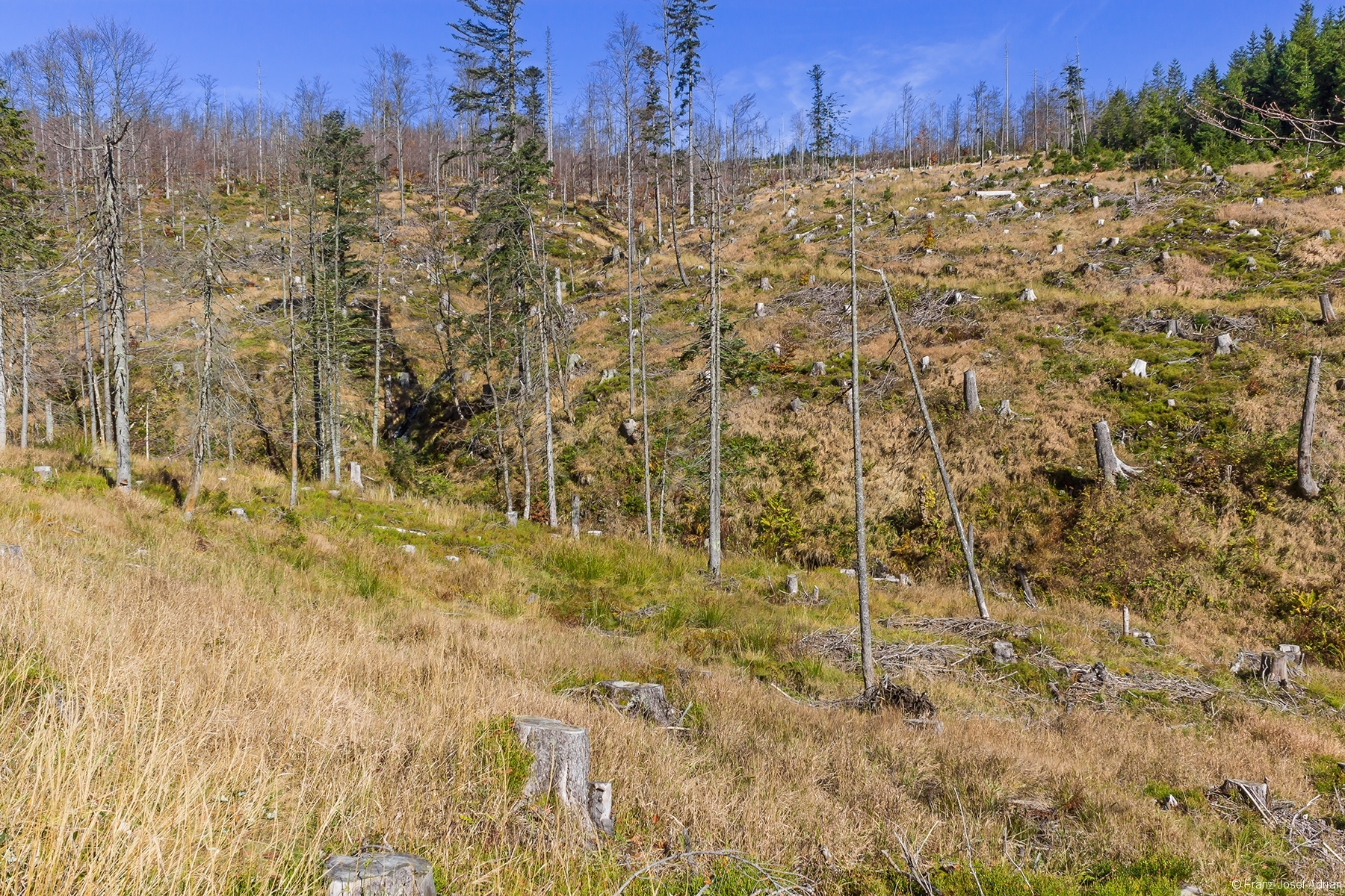 kahlgeschlagener Osthang des Rindellochs