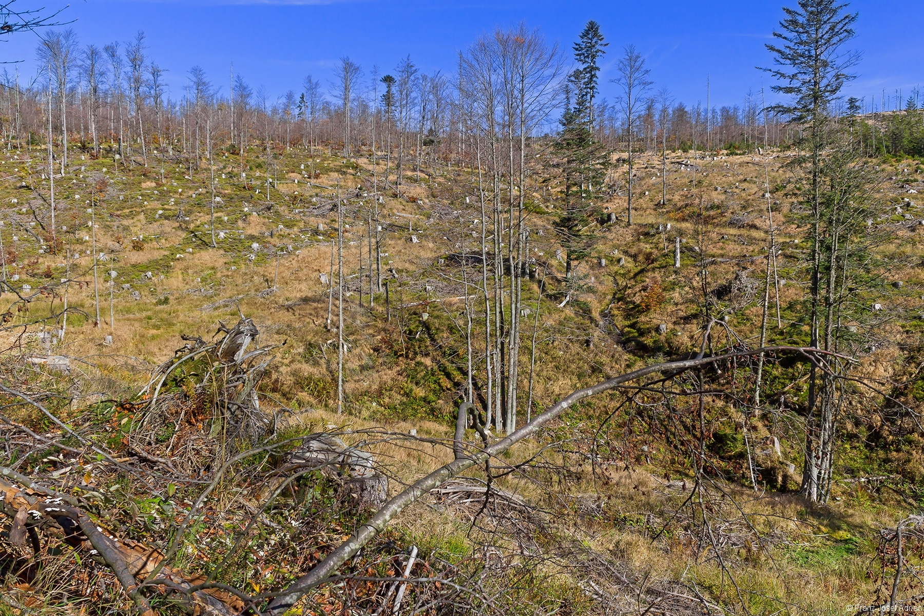 kahlgeschlagenes Tal des Bachs Rindelseige am Rindelloch