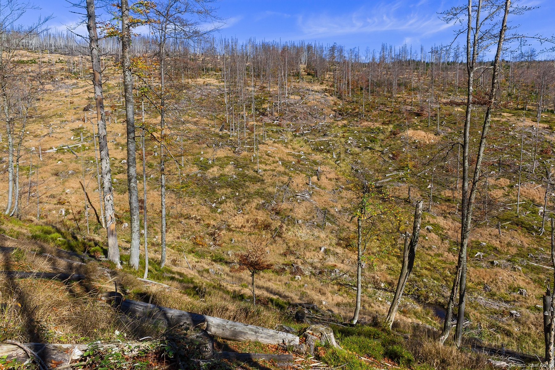kahlgeschlagener Osthang des Rindellochs