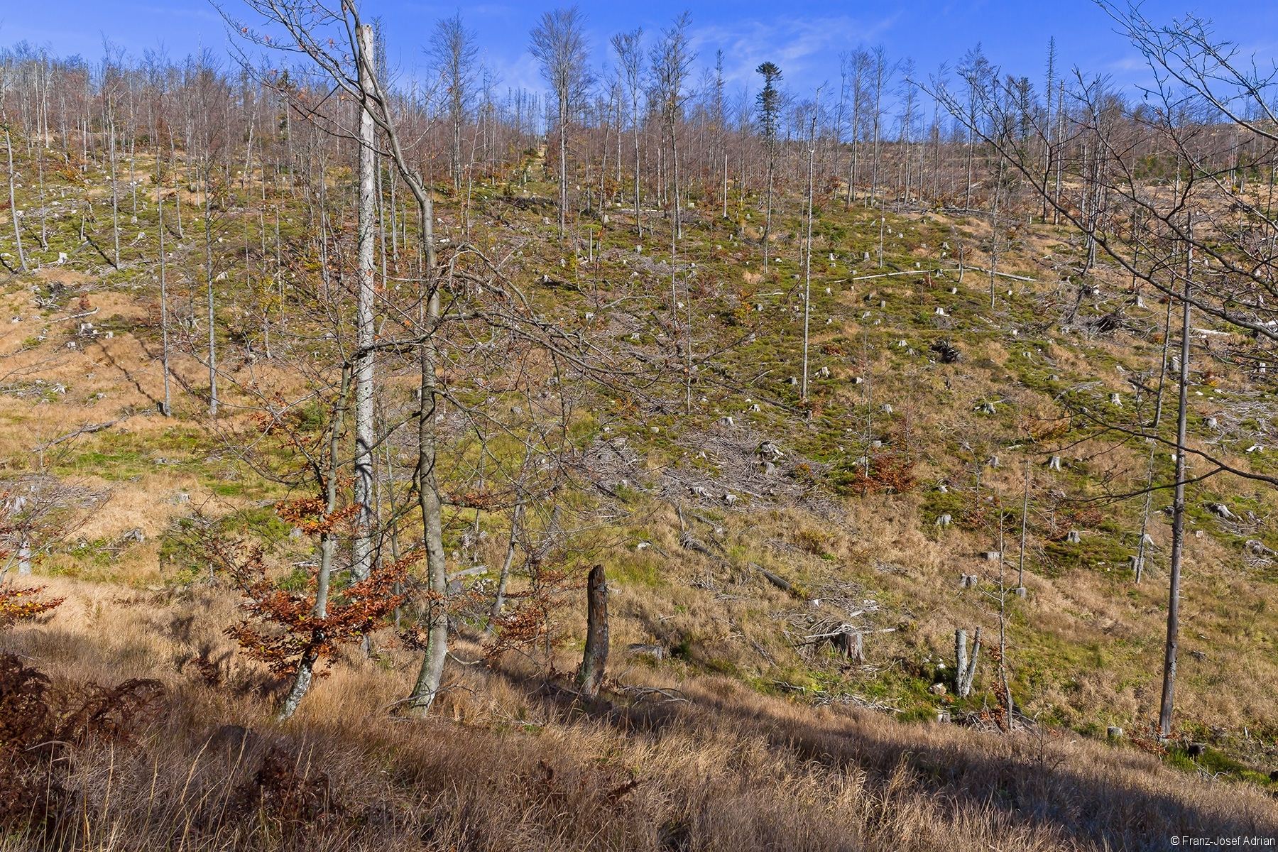 kahlgeschlagener Osthang des Rindellochs