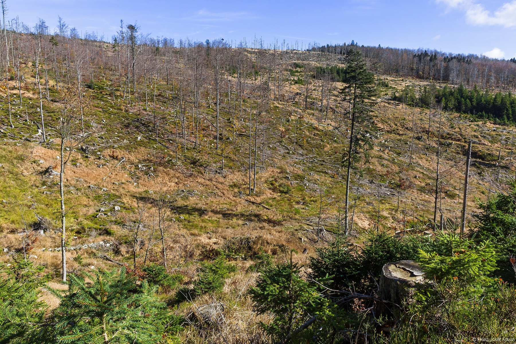 Blick vom Rindelsteig auf das kahlgeschlagene Rindelloch
