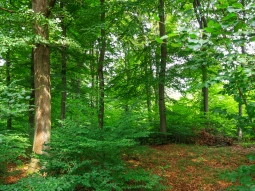links vitale alte Stieleiche
