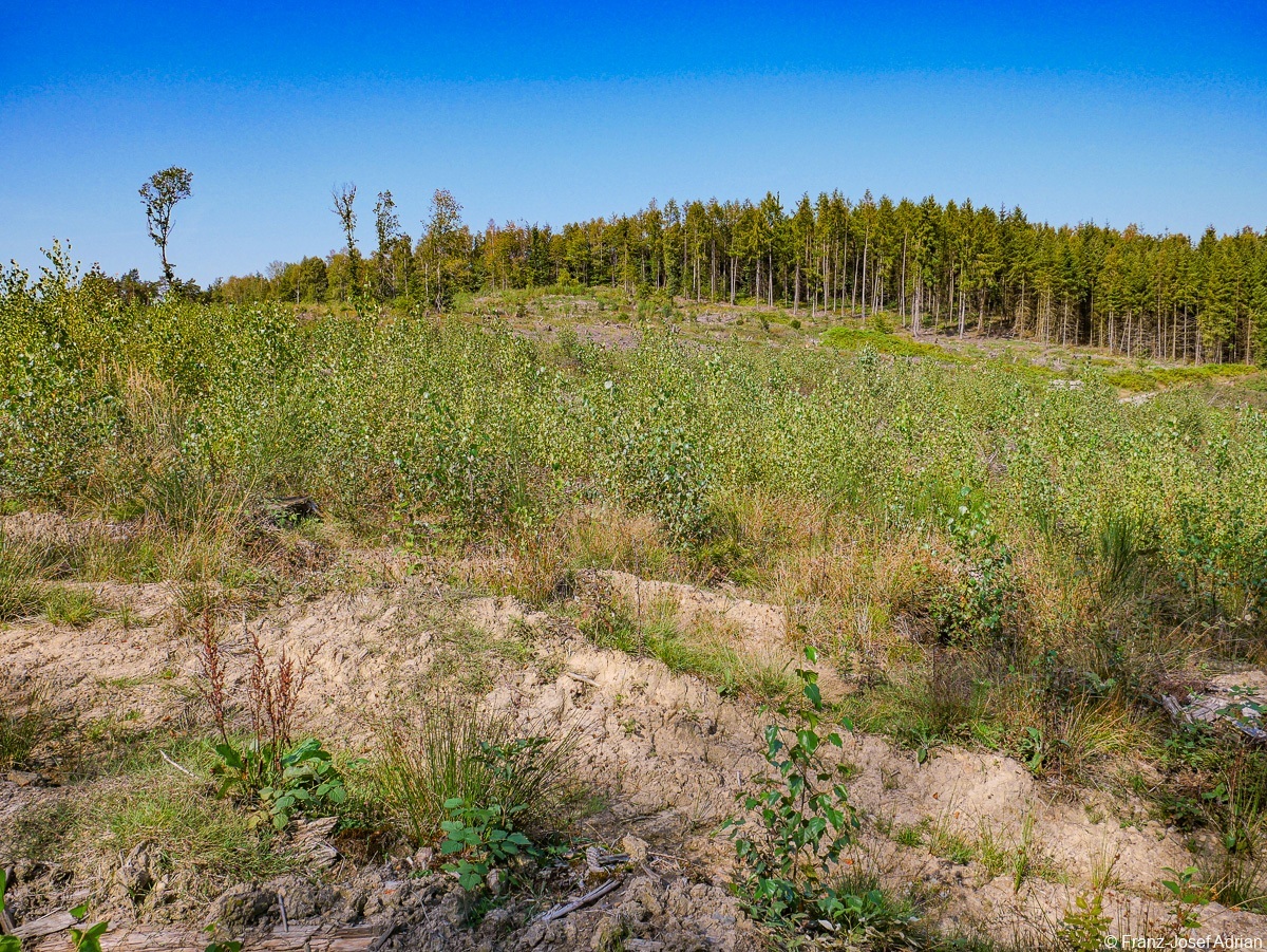 Rommersberg-Birke-1